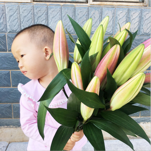 云南昆明基地情人节香水百合花