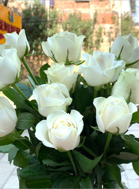 白玫瑰鲜花花束情人节生日