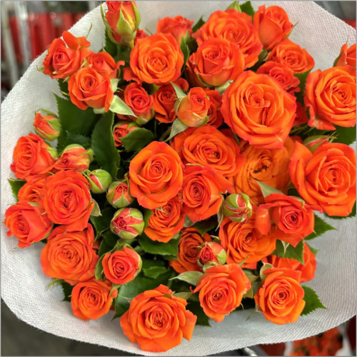 多头小玫瑰泡泡云南直发鲜花花束速递同城苏菲宝贝家用教师节礼物