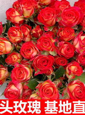 多头玫瑰花云南鲜花花束基地直发速递同城橙色芭比真花教师节礼物