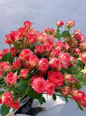 多头小玫瑰泡泡云南直发鲜花花束速递同城橙色芭比520情人节礼物