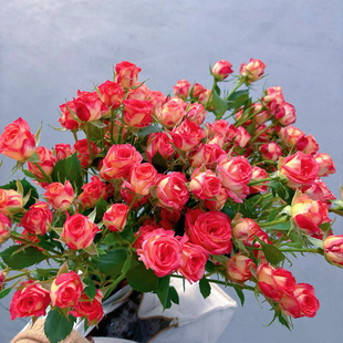 多头小玫瑰泡泡云南直发鲜花花束速递同城橙色芭比520情人节礼物