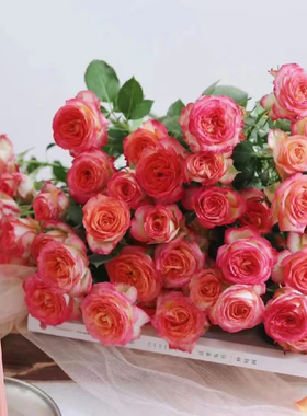 多头小玫瑰泡泡云南直发鲜花花束速递同城橙色芭比520情人节礼物
