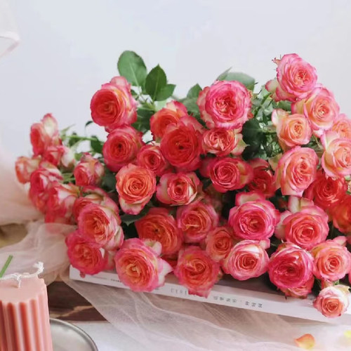 多头小玫瑰泡泡云南直发鲜花花束速递同城橙色芭比520情人节礼物