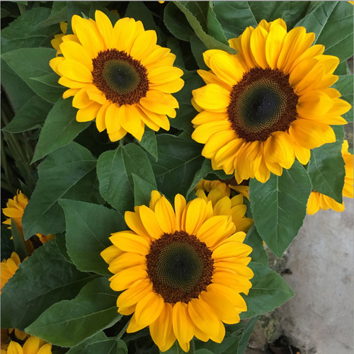 向日葵云南昆明直发鲜花花束