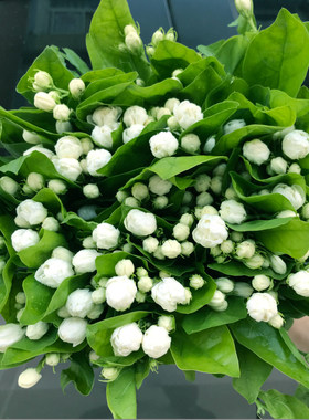 茉莉花鲜花花束云南昆明基地直发家用速递同城生日花母亲节情人节