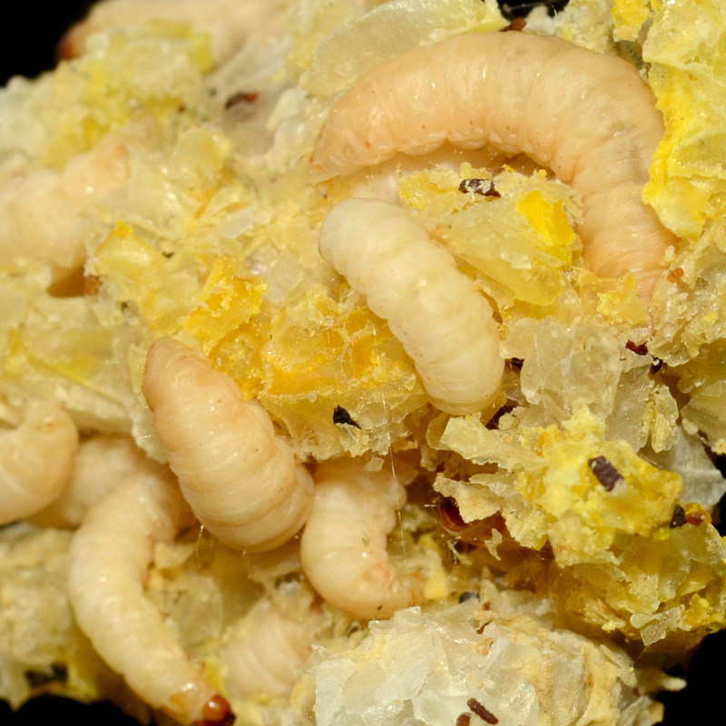 桂林玉米虫葡萄虫宠物开口饲料营养补充补充蛋白质幼棉虫守宫鸟食
