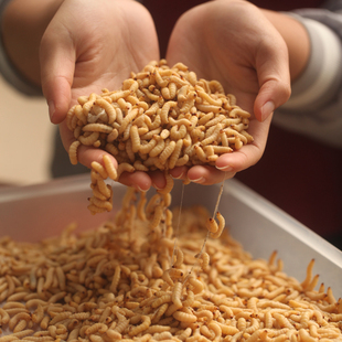 玉米虫葡萄蜜大蜡螟幼棉虫高蛋白包邮活体宠鸟食守宫蜥蜴鱼粮饲料