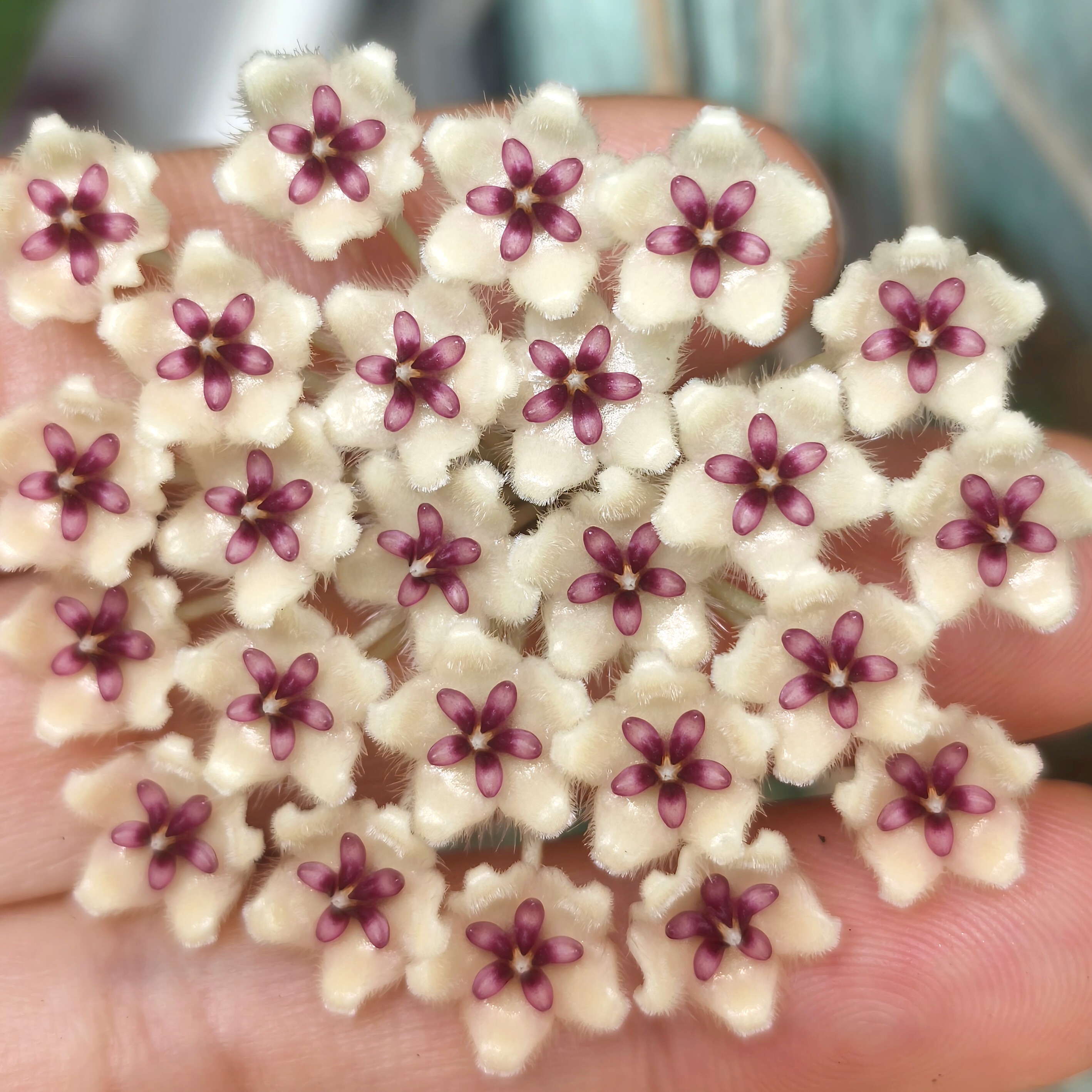 球兰多季开花室内阳台耐阴植物