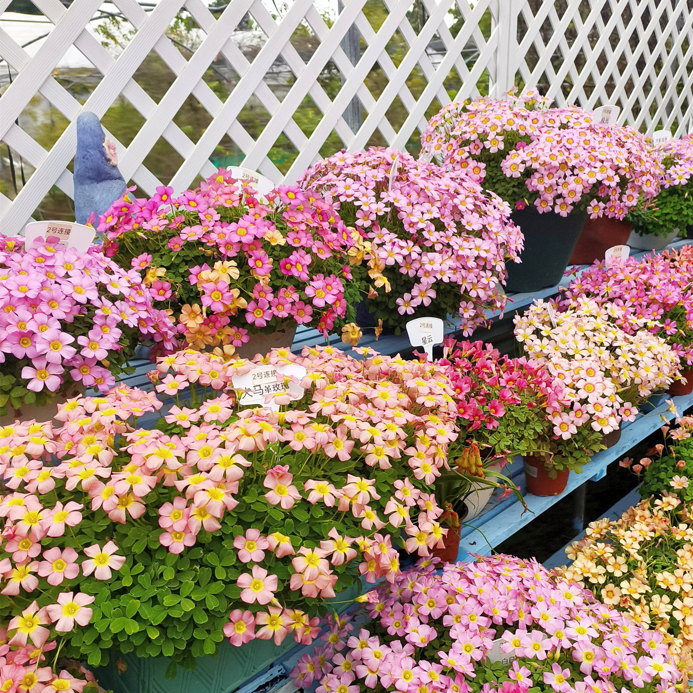 秋植新手OB系列酢浆草种球花苗盆栽开花    1号连接,鲜花速递/花卉仿真/绿植园艺,时令草本花卉,淘宝优惠券,粉丝福利购,淘宝优惠卷