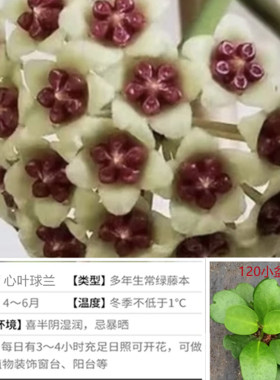 好养易活四季常青球兰有香叶阳台