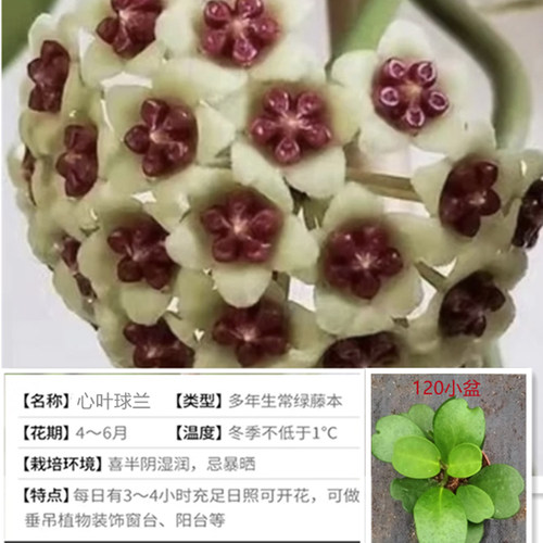 好养易活四季常青球兰有香叶阳台