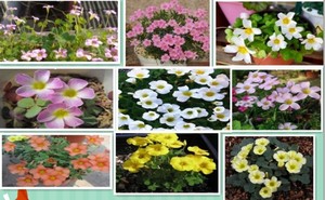 酢浆草四叶草幸运草种球开花秋植新手套餐多年生阳台庭院花卉