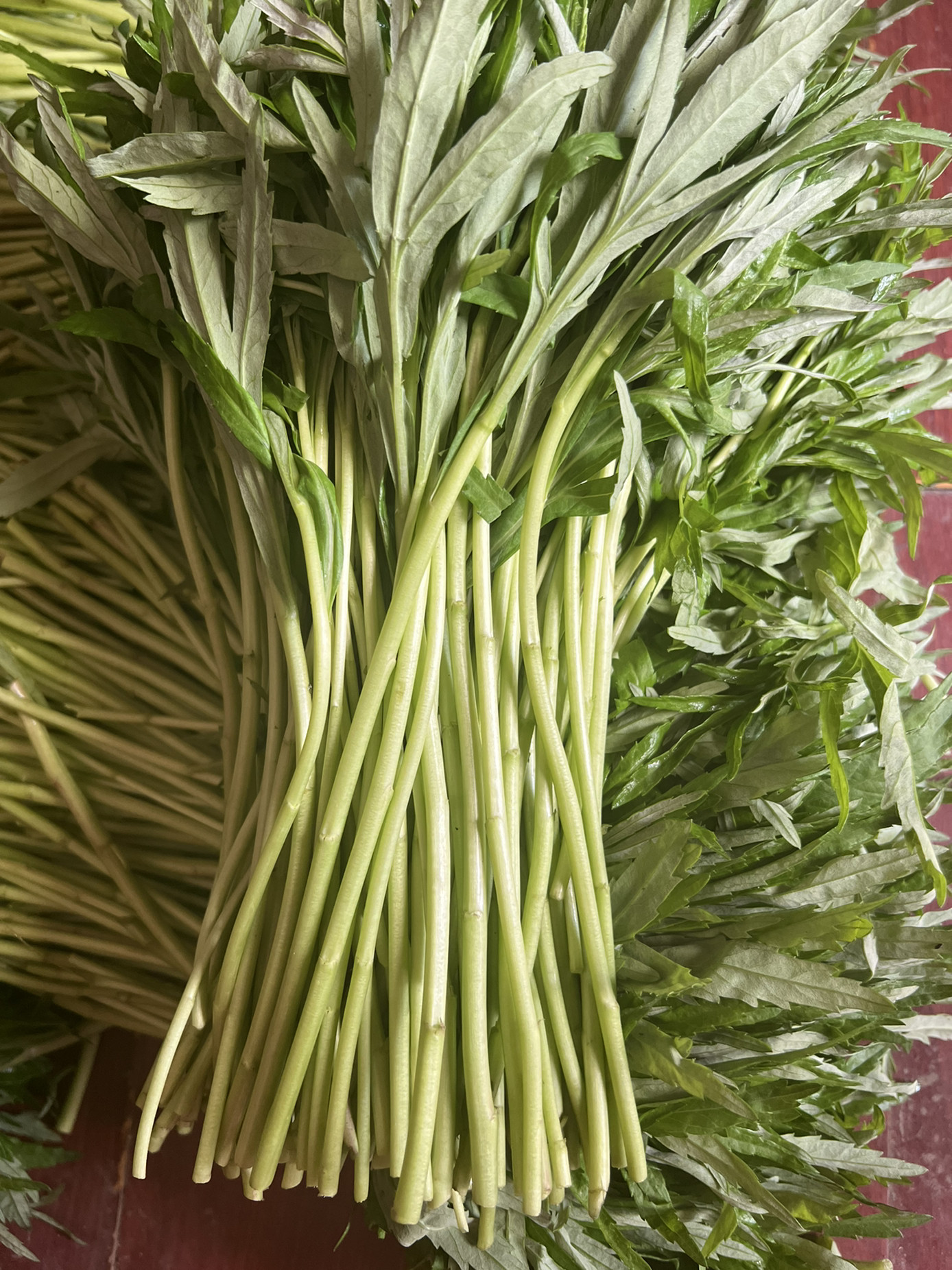 实物拍去根芦蒿新鲜八卦洲野生黎蒿现摘现卖藜蒿泥蒿蔬菜带叶