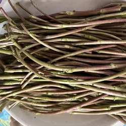 新鲜现摘八卦洲野生红藜蒿芦蒿去叶香浓净菜芦蒿泥蒿摘叶坏包赔