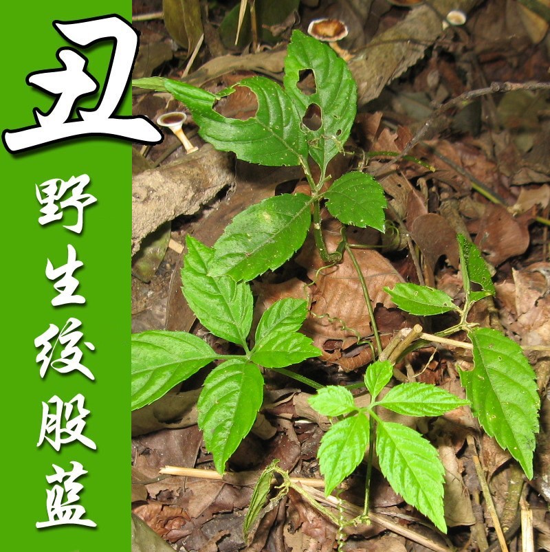 云南云乡野生绞股蓝 绞股兰有叶有杆交股蓝味甘清香 七叶参罗锅底