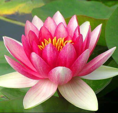 阳台花卉碗莲种子已开口水培植物水生水养睡莲四季开花荷花籽盆栽