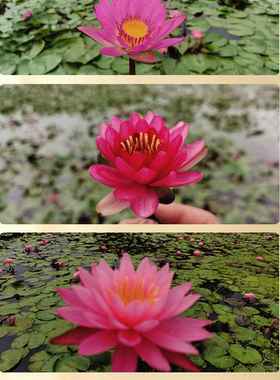 台湾引种九品香莲水培植物四季水养池塘荷花盆栽睡莲苗带花苞根块