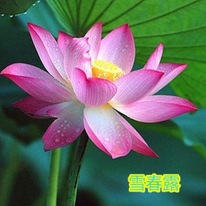 香水莲种子价格 香水莲种子图片 星期三