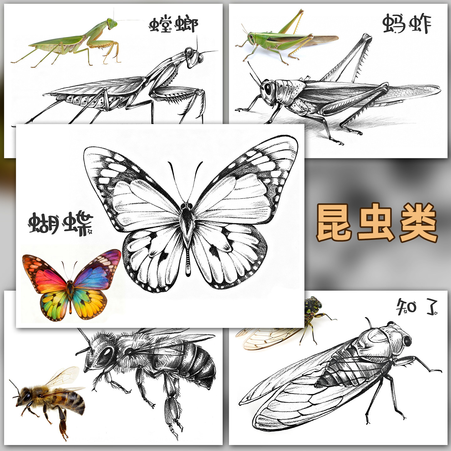 少儿美术照片对画动物速写临摹卡萌宠野兽飞禽昆虫线描铅笔范画