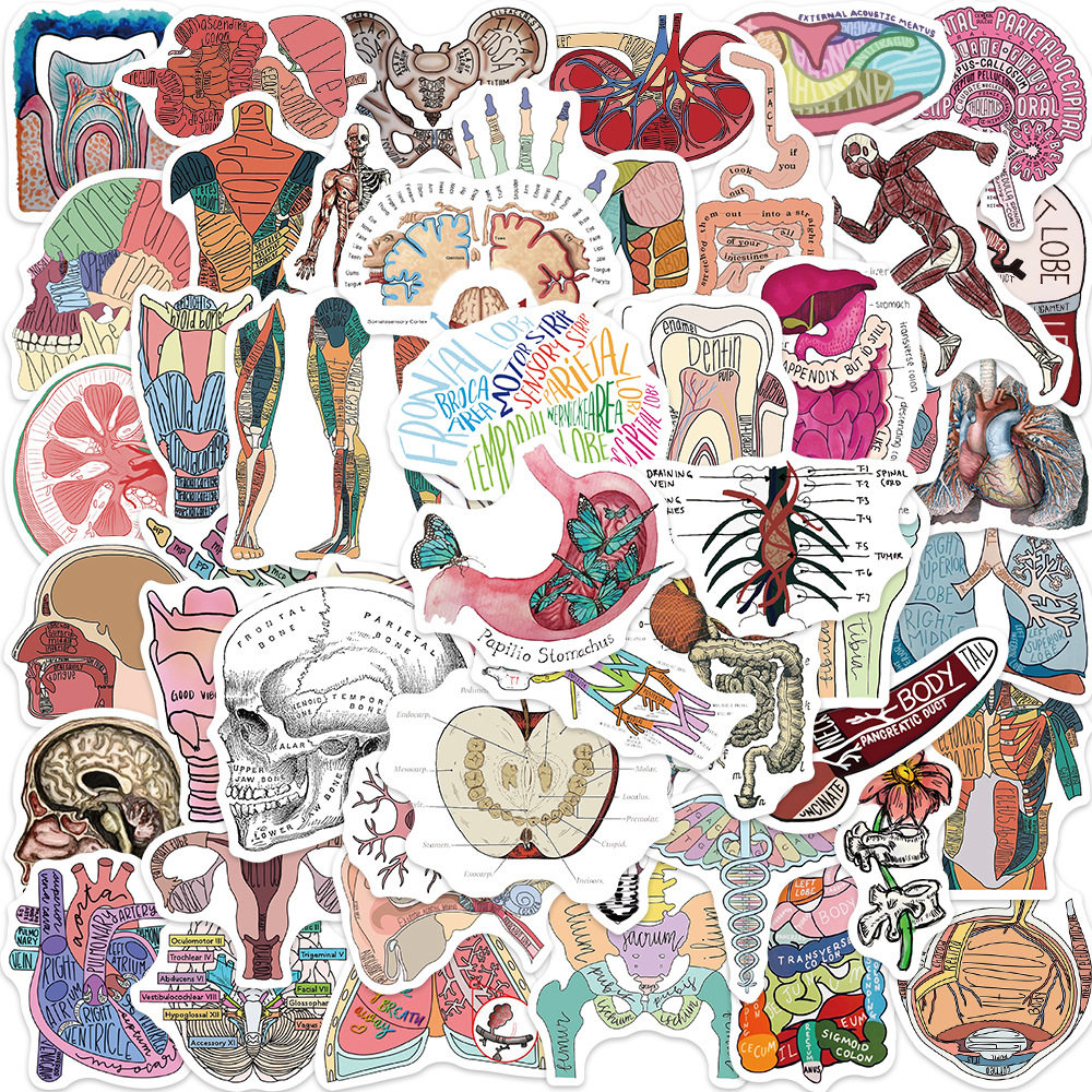 50张卡通器官解剖图涂鸦贴纸个性装饰吉他笔记本行李箱diy可防水