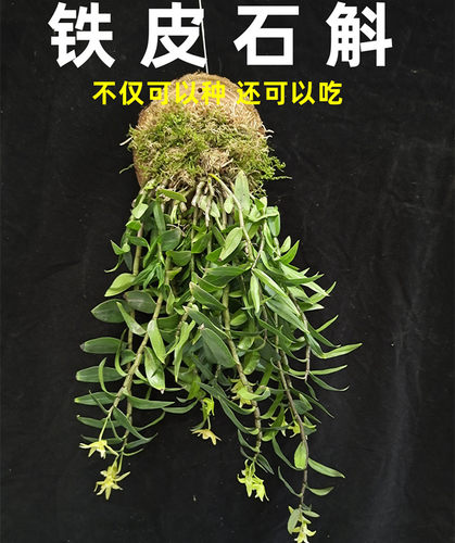 铁皮石斛苗阳台增强体质可食用