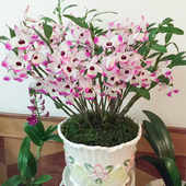 金钗石斛盆景种苗室内花卉盆栽绿植好养客厅花卉花香奶香落叶开花