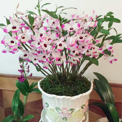 金钗石斛阳台春天可吃可观赏