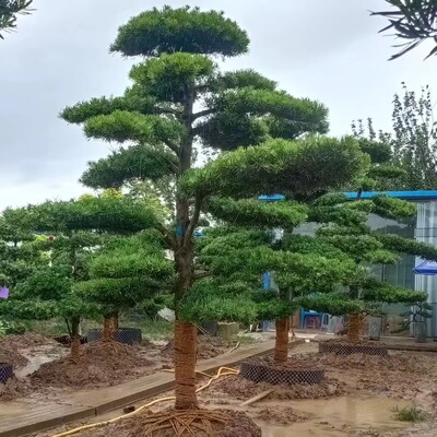 小叶雀舌罗汉松盆栽地栽