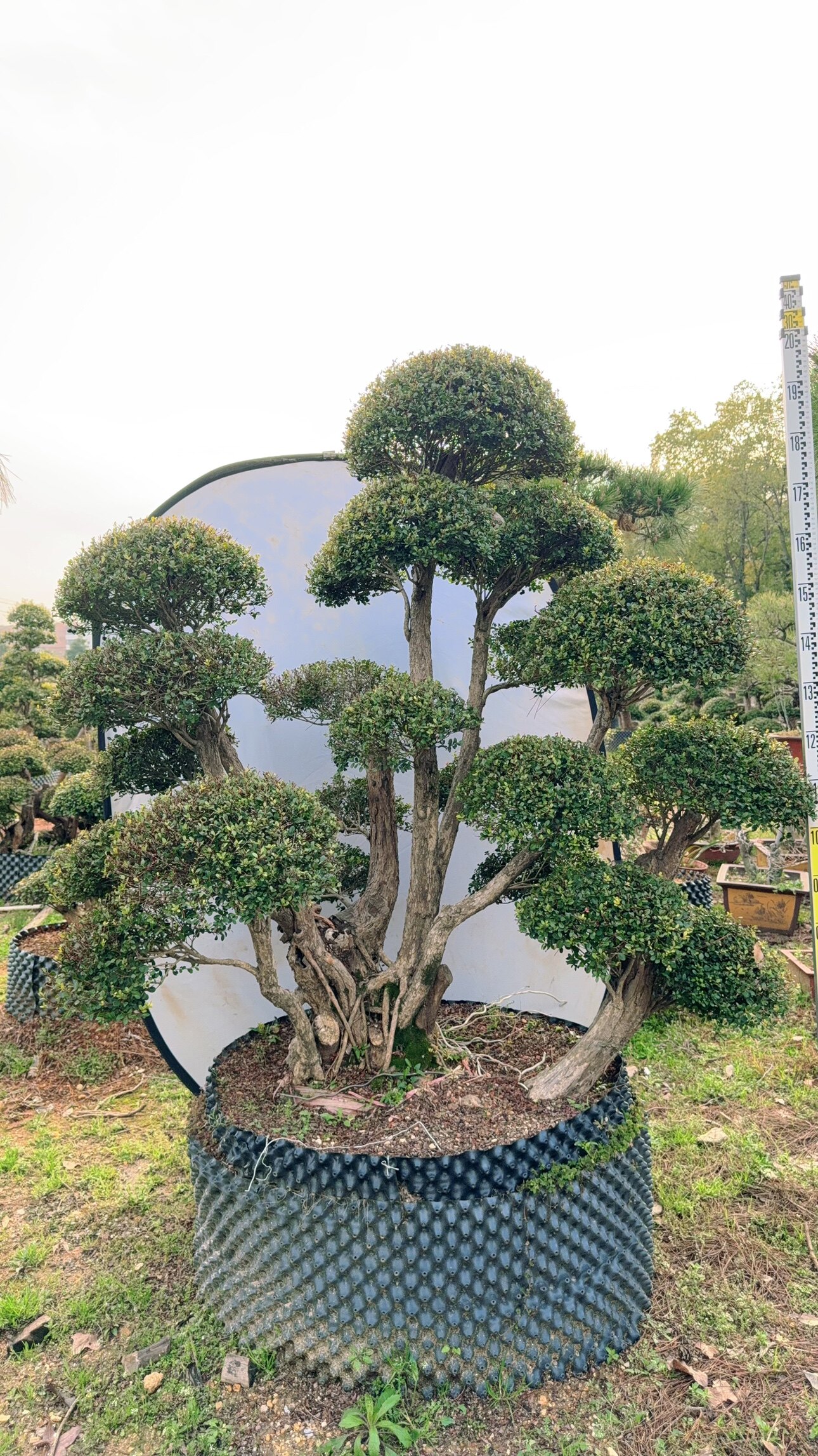 小叶红芽赤楠精品造型树 百年老桩 庭院造型树