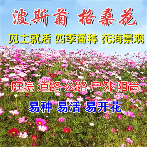 波斯菊格桑花种子护坡野花种子多色四季易种景区观赏花草种籽