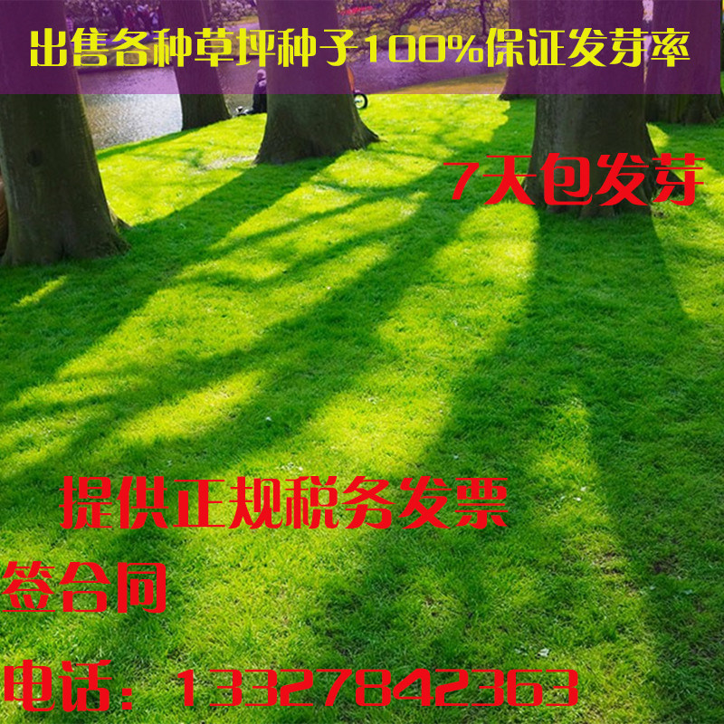 牧草庭院别墅护坡不修剪草坪种子
