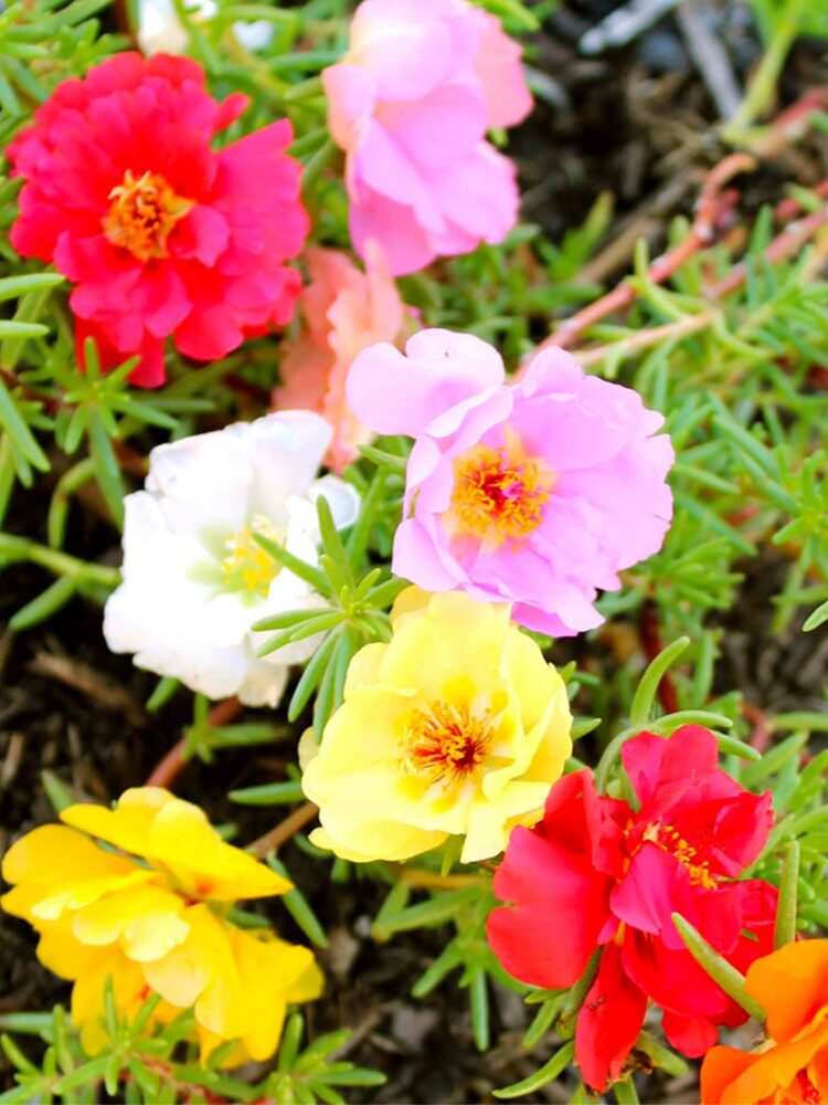 混色重瓣太阳花种籽易活观花植物种子花种阳台盆栽花卉花籽四季