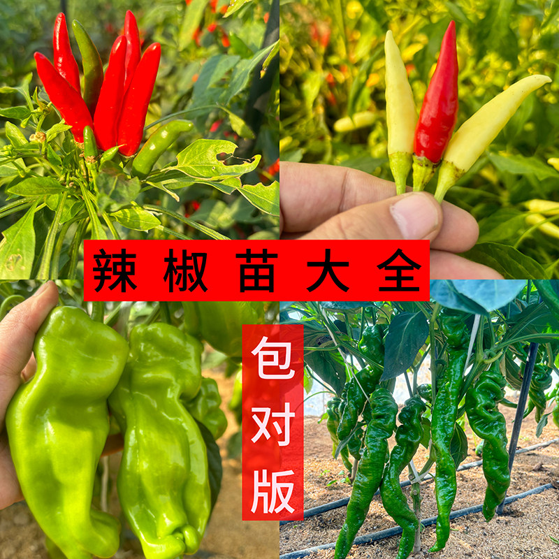 辣椒苗朝天椒线椒小米椒秧苗带土图片