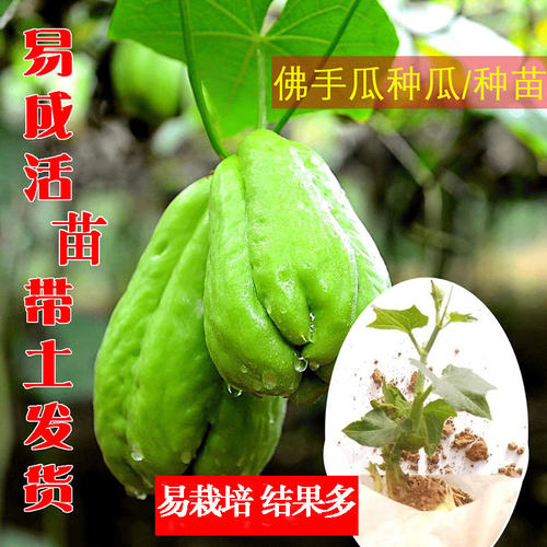 佛手瓜瓜苗种瓜苗带土带芽种瓜
