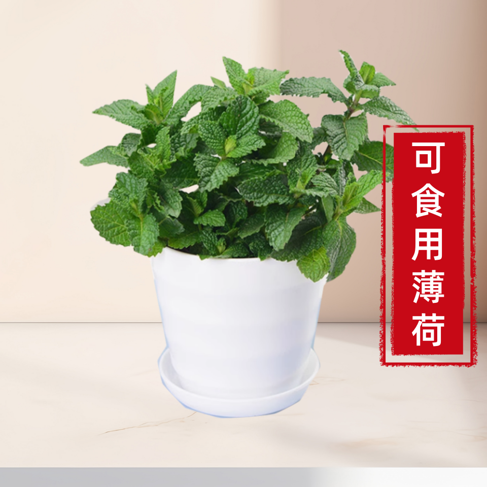 可食用薄荷籽种苗秧种植苗