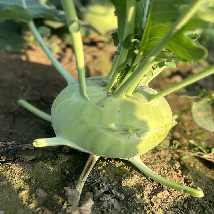 青苤兰种籽水果紫苤蓝种子秋季秋播菜籽孑芥兰头芥蓝球茎甘蓝丕蓝