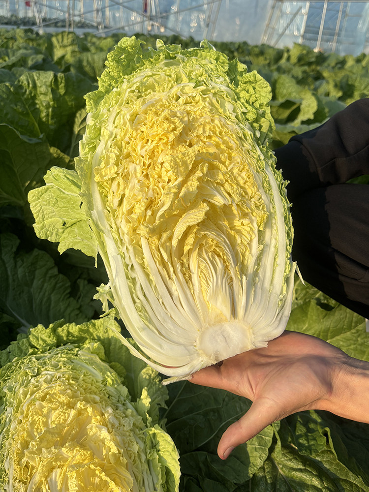 黄心大白菜种籽种子孑菜种白莱四季春季春天种籽种蔬菜子菜籽