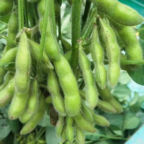 早熟大粒毛豆种子种籽早熟黄豆种孑高产菜特大青豆四季夏蔬菜籽种 - 封面