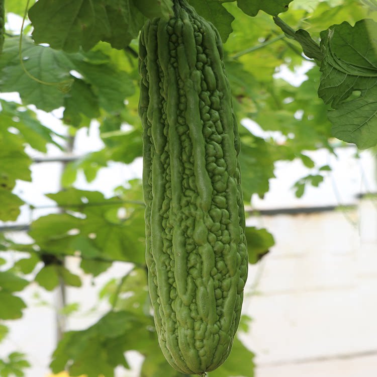 荷兰绿先锋苦瓜种子种籽疙瘩绿长苦瓜高产寿光春播蔬菜种籽秧苗