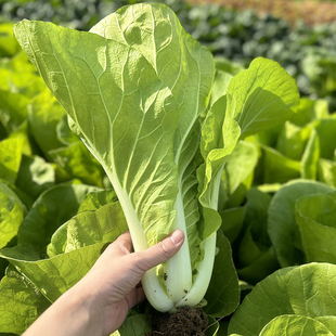 盆栽种植青菜仔种菜蔬菜仔 小白菜种籽子种孑奶油快菜阳台春播四季