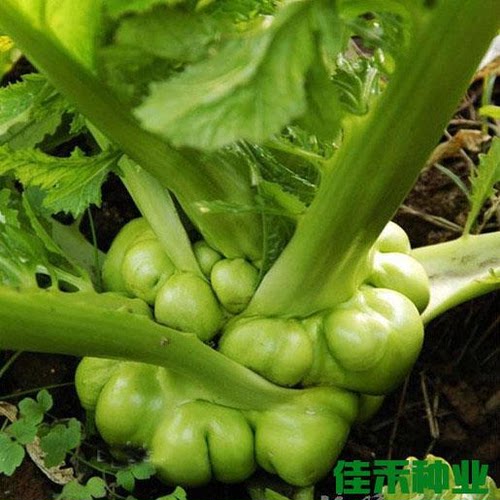 榨菜种籽青菜头疙瘩菜