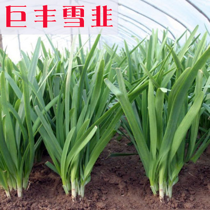 四季宽叶韭菜根苗紫根红根土菲菜头白带根现挖老品种小叶农家批发