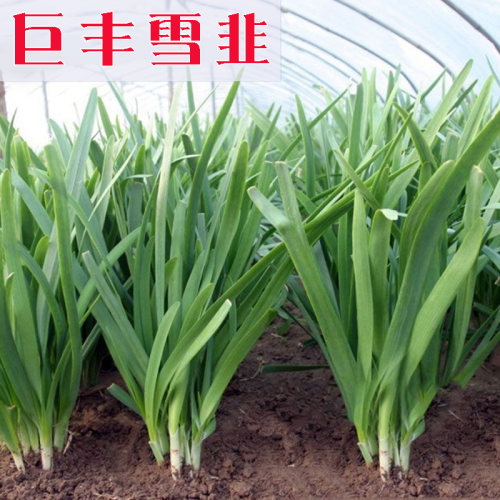 白根韭菜根苗种籽子宽叶紫根大叶