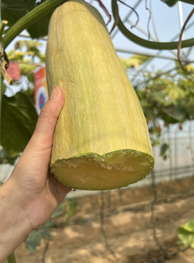 砍瓜种籽种苗四季观赏阳台爬藤搭架特大吊瓜高端菜瓜春播瓜果种子