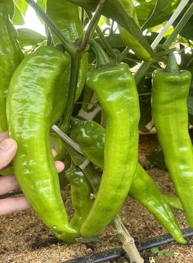 羊角椒种籽长尖椒种子莱斯特F1辣椒 黄绿色 高产大棚露地种植