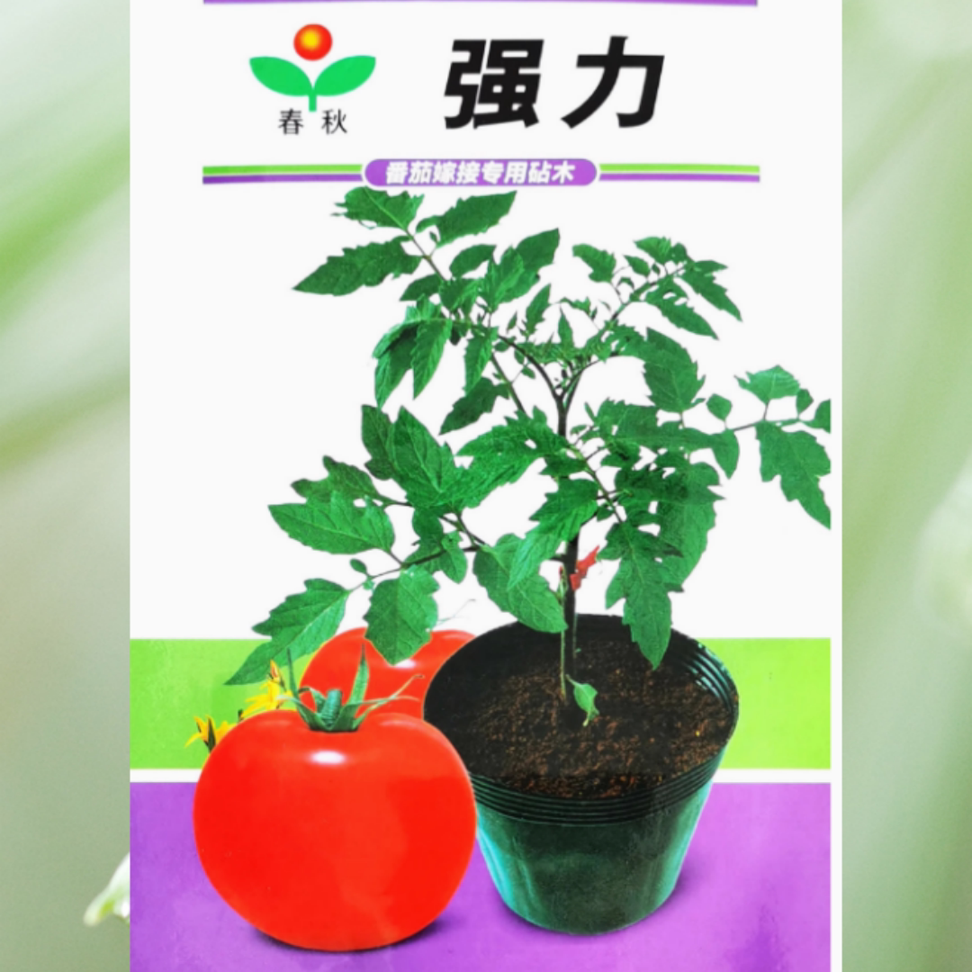 番茄嫁接专用砧木种子亲和力好