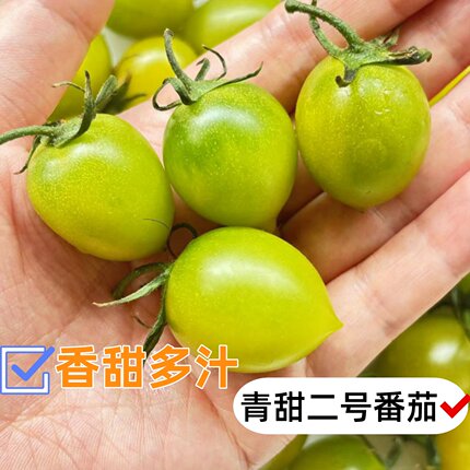 梦想青甜2号番茄苗带土秧苗超甜二号圣女果种籽子樱桃小西红柿春