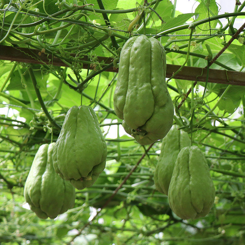 佛手瓜瓜苗种苗种植带芽瓜苗扶手瓜春季盆栽南方龙须菜苗秧种植