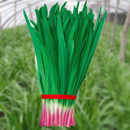寿光紫根宽叶韭菜根苗红根大叶老品种小叶四季现挖秧带根菲菜批发